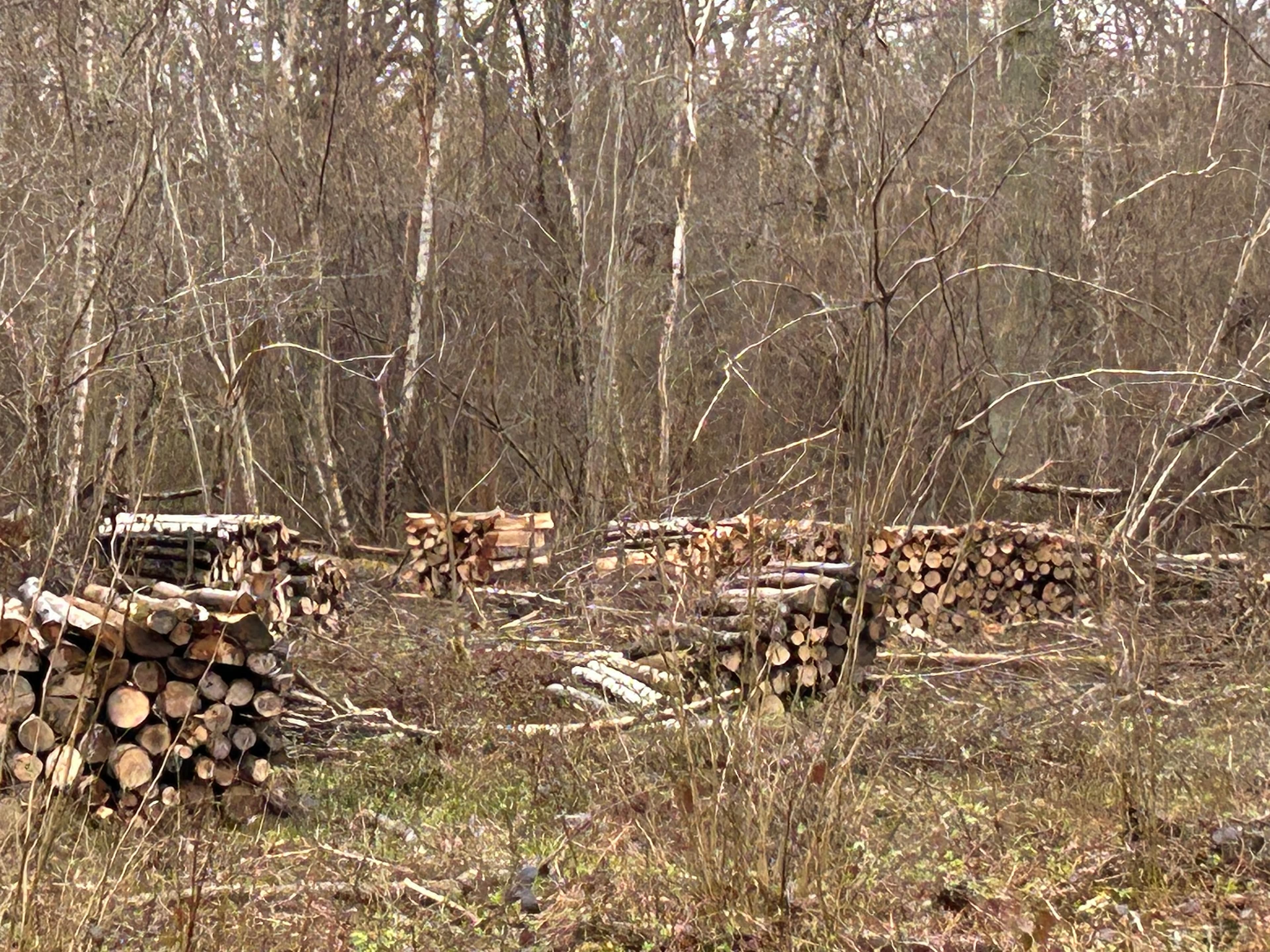 Bois de Chauffage Demi-Sec - Chêne / Frêne